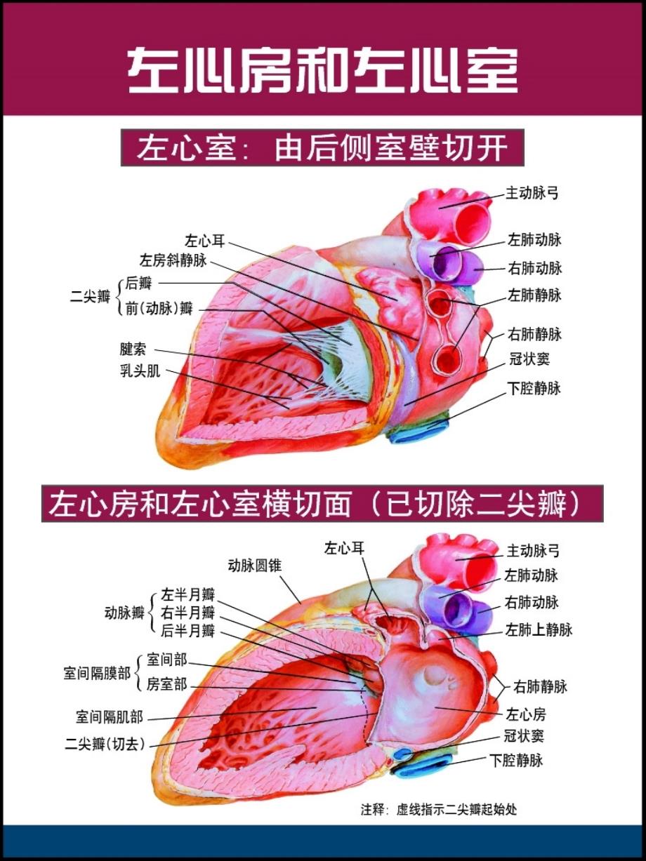 《精美心脏解剖》ppt课件_第1页