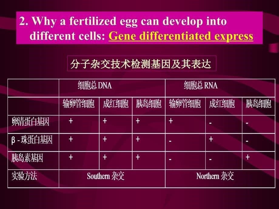 北京大学-神经生物学12细胞分化与基因表达调控_第5页