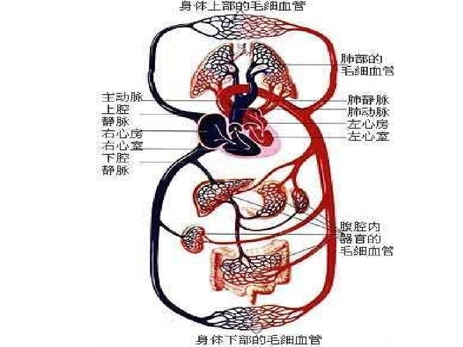 《物质的消化与吸收》ppt课件_第4页