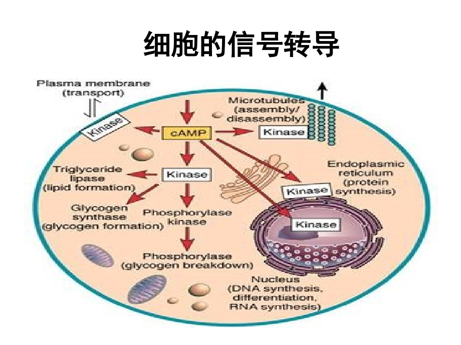 医学细胞生物学 4、5五章第四节 膜受体与信号转导_第1页