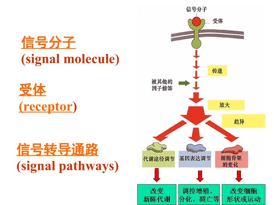 医学细胞生物学 4、5五章第四节 膜受体与信号转导_第3页