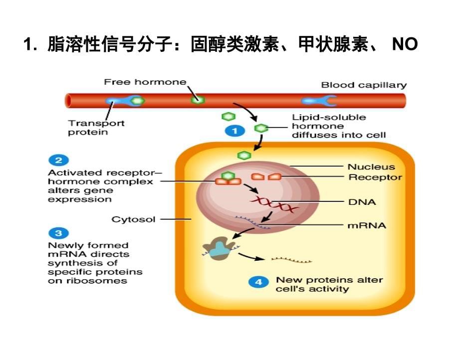 医学细胞生物学 4、5五章第四节 膜受体与信号转导_第5页