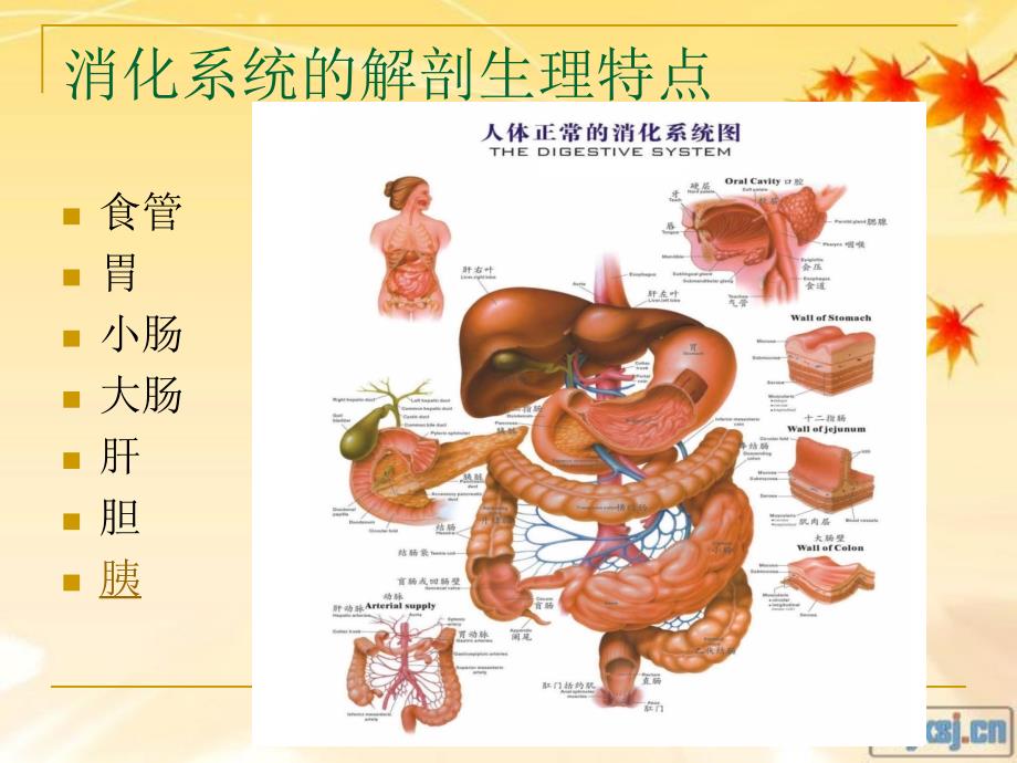 消化系统疾病概述_第4页