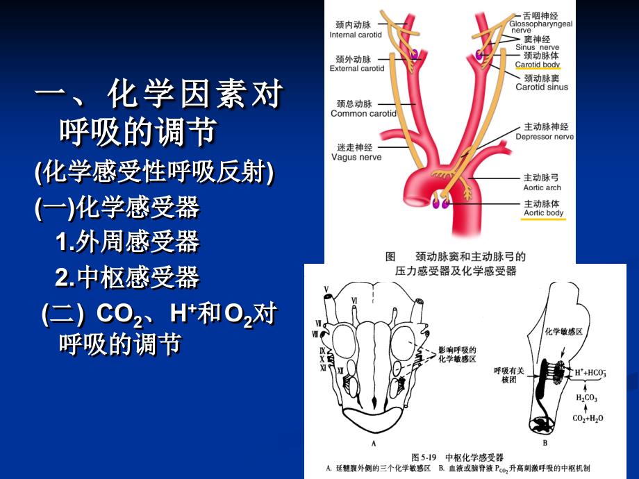 《生理学实验四》ppt课件_第4页