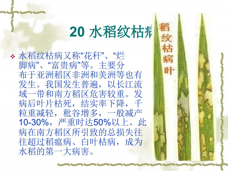 【农学课件】20 水稻纹枯病_第1页