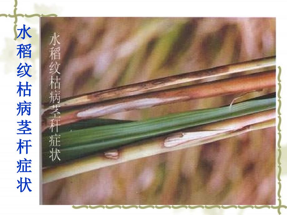 【农学课件】20 水稻纹枯病_第4页