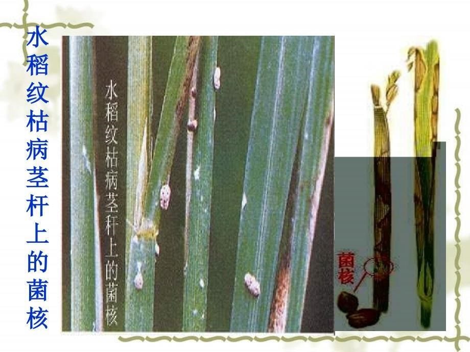 【农学课件】20 水稻纹枯病_第5页