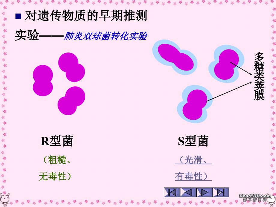 高中生物基因的本质人教版必修_第3页