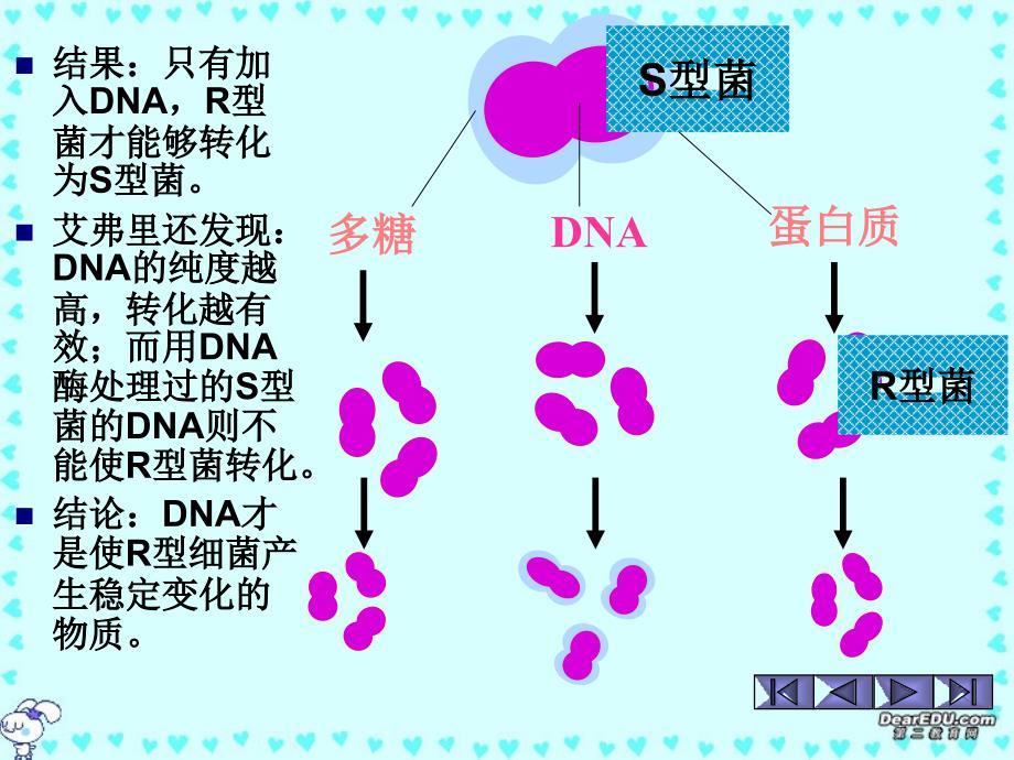 高中生物基因的本质人教版必修_第4页