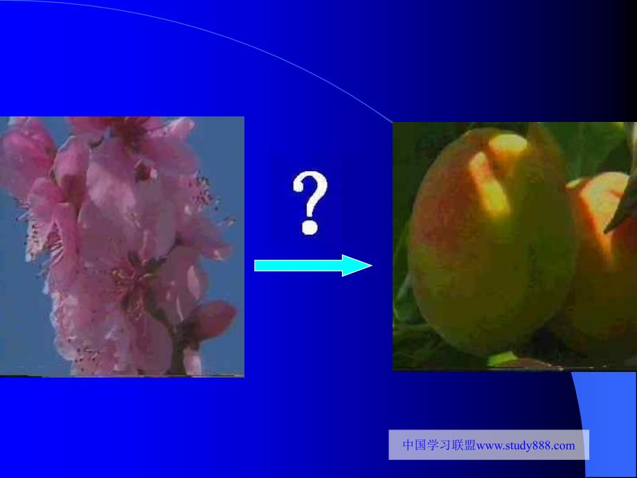 七年级科学果实和种子的形成_第4页