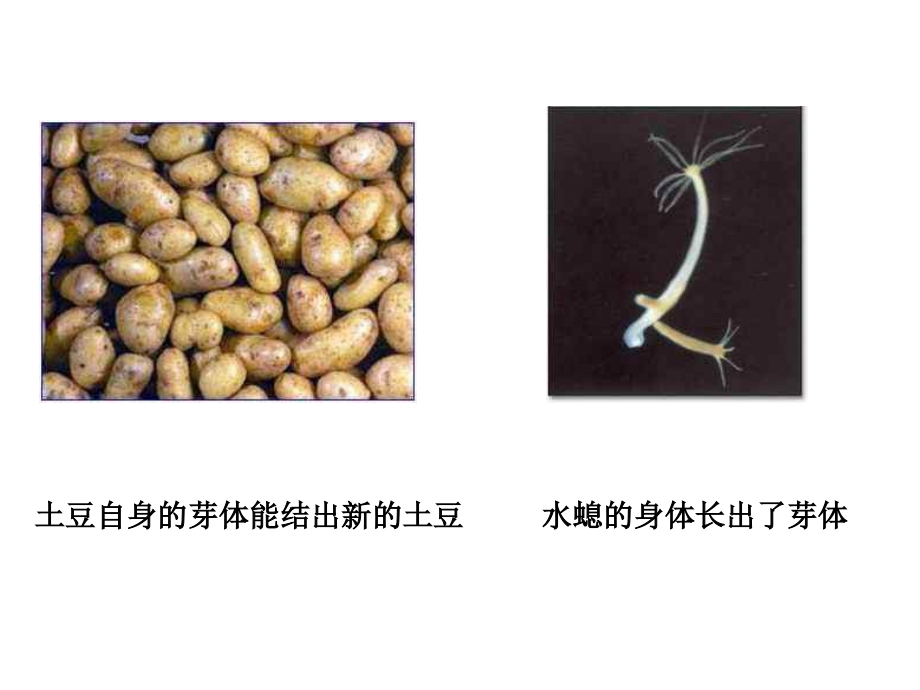 《奇妙的克隆》4-ppt课件_第4页