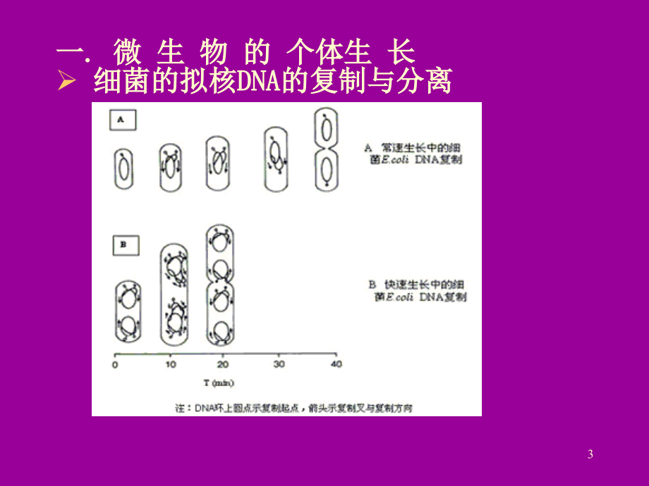 大学微生物复习--第5章生长和环境条_第3页