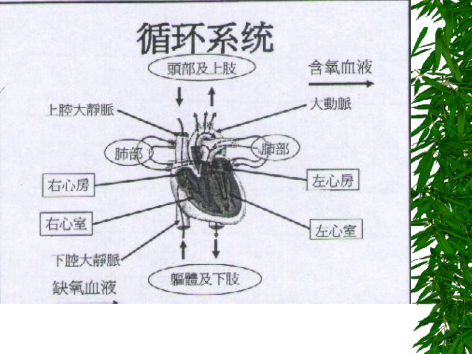 急救培训-心肺复苏_第4页