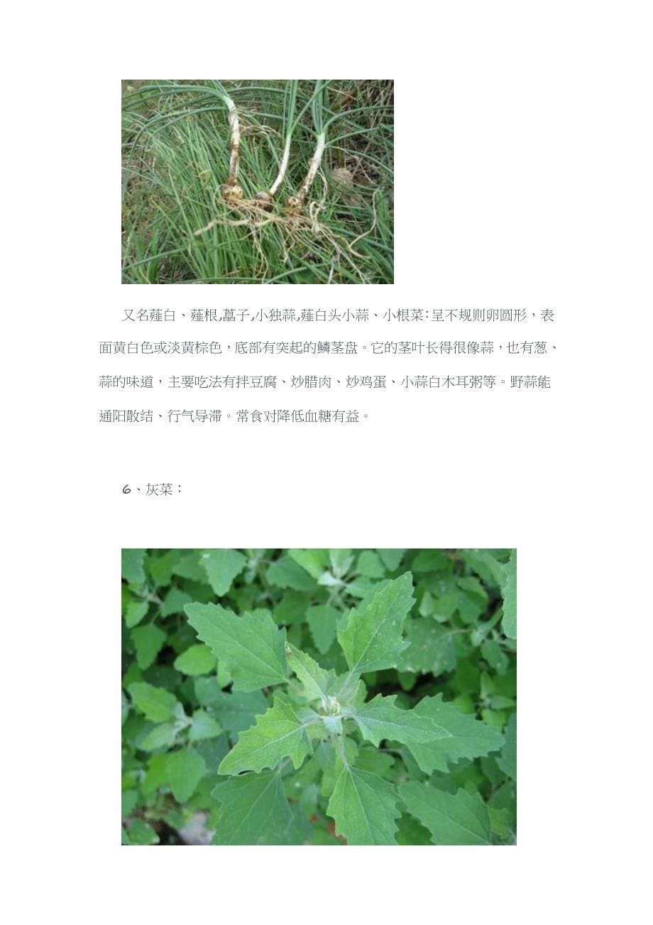 春天哪些野菜可吃又抗癌_第5页