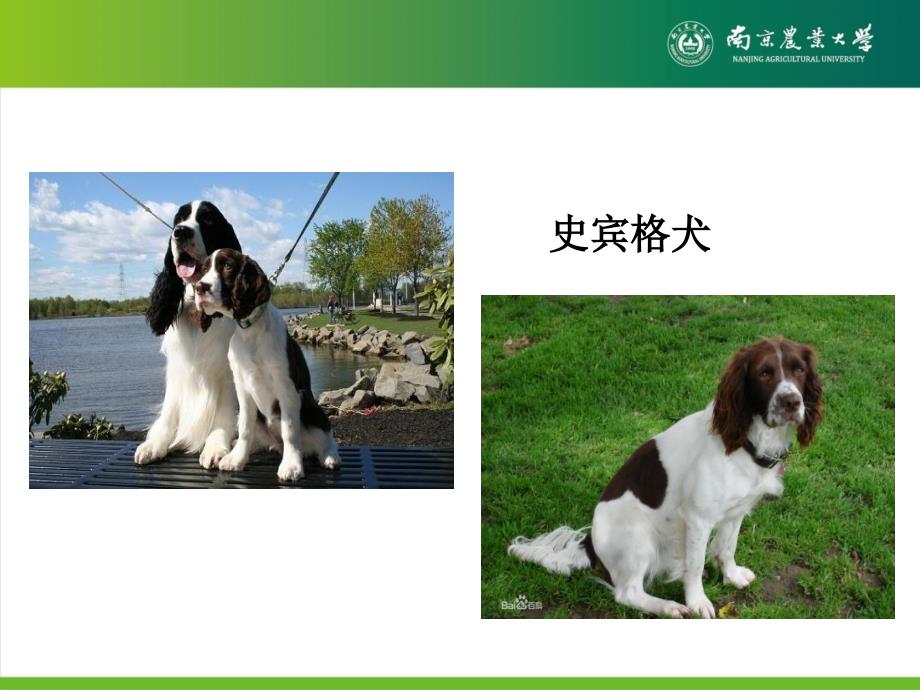畜牧兽医犬繁殖育种技术最新研究进展-学术报告_第3页
