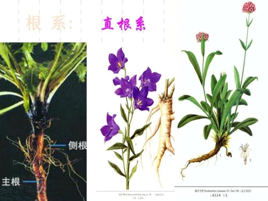 绿色植物的营养器官（根） （华师大版科学八年级）_第5页