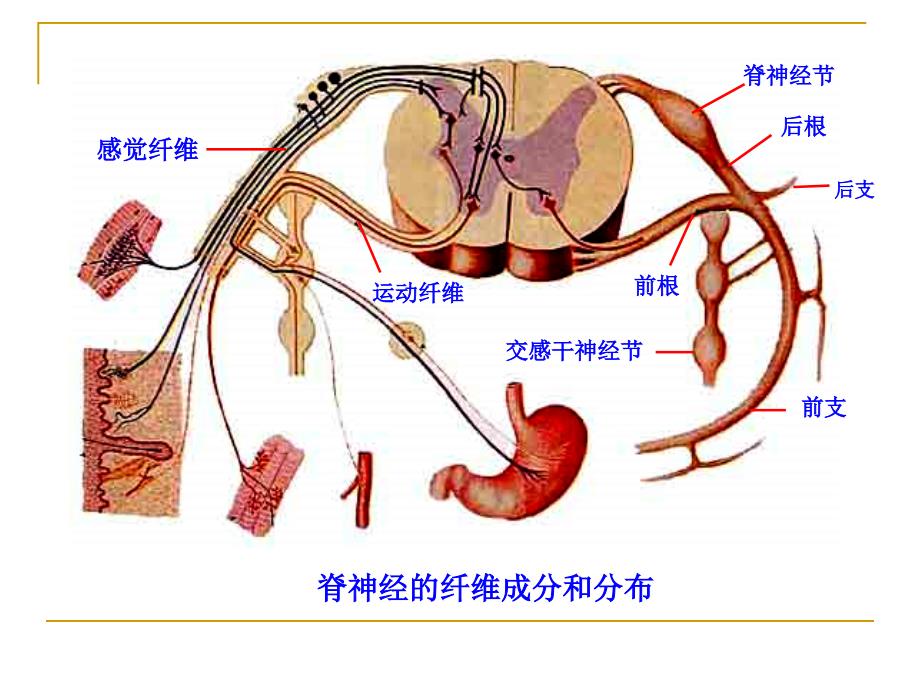 理学第十一章神经系统3周围神经传导路_第3页