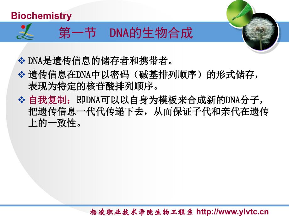 核酸的生物合成1_第3页