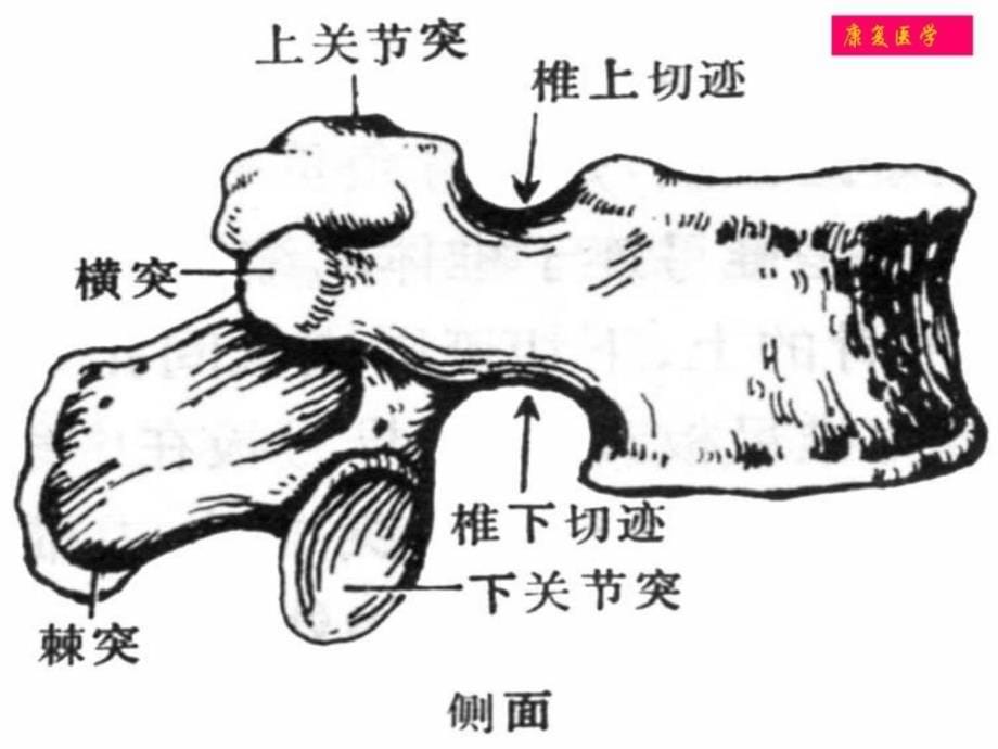 宝典腰间盘凸起症的康复治疗及相干题目-2_第5页