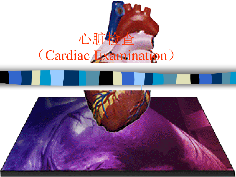 基础医学心脏检查_第1页