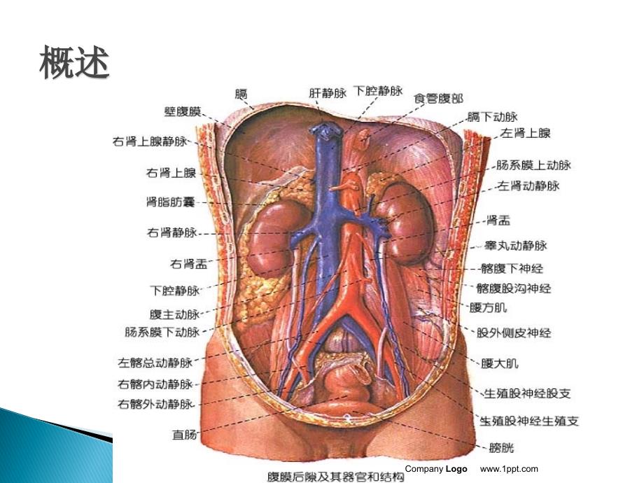 腹主动脉瘤的护理查房-(1)_第4页