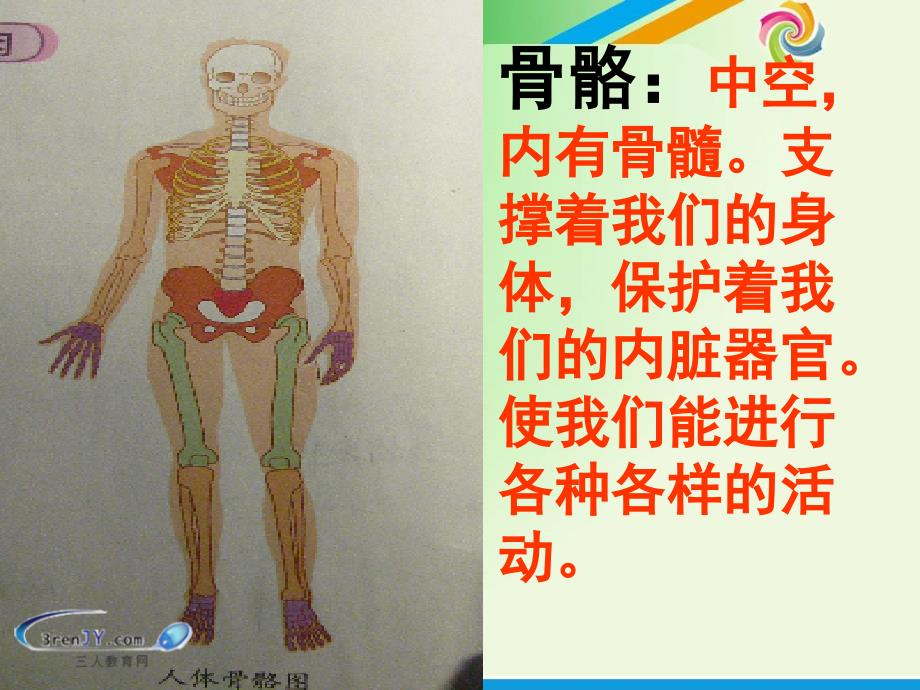教科版）四年级科学上册骨骼、关节和肌肉教学1摘要_第2页