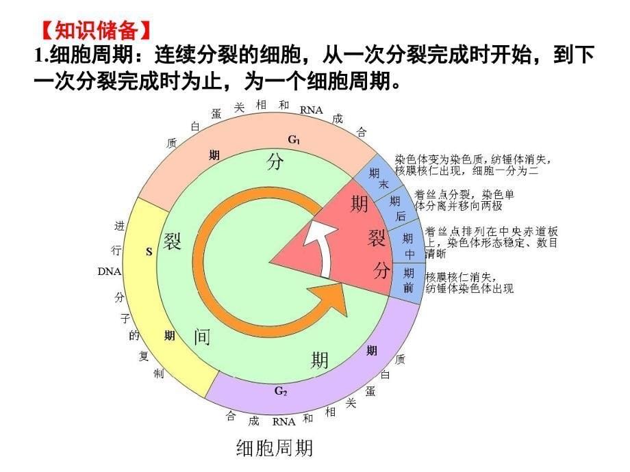 届高三生物二轮复习题型分析专项06 细胞的生命历程_第5页