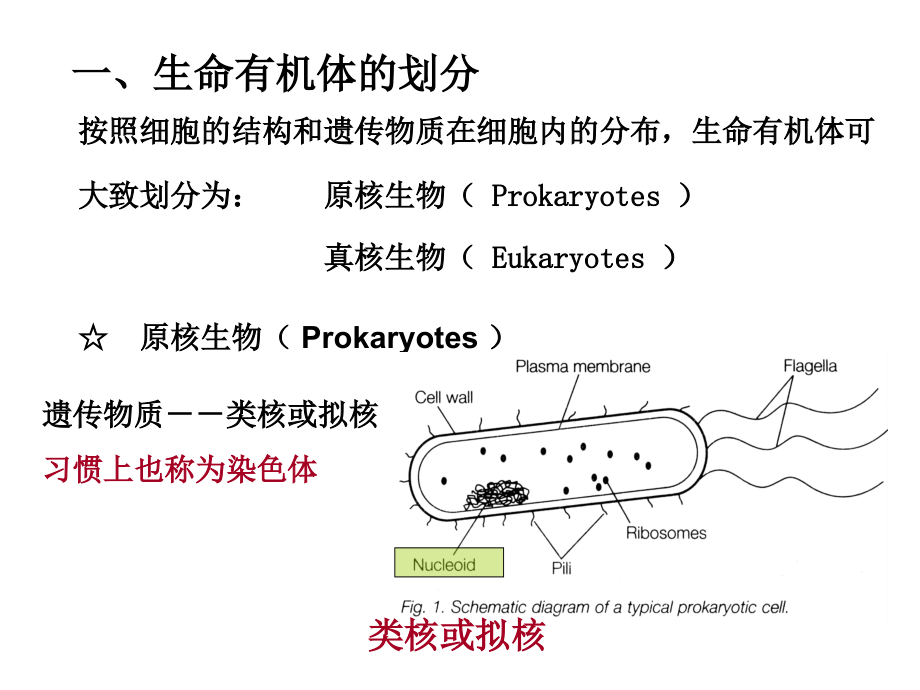 分子生物学》李世杰-第三章 有机体、染色体和基因_第4页