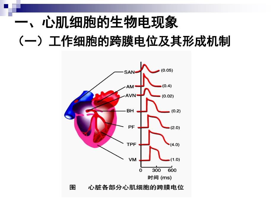 心脏的生物电（8版-生理学本科）_第4页