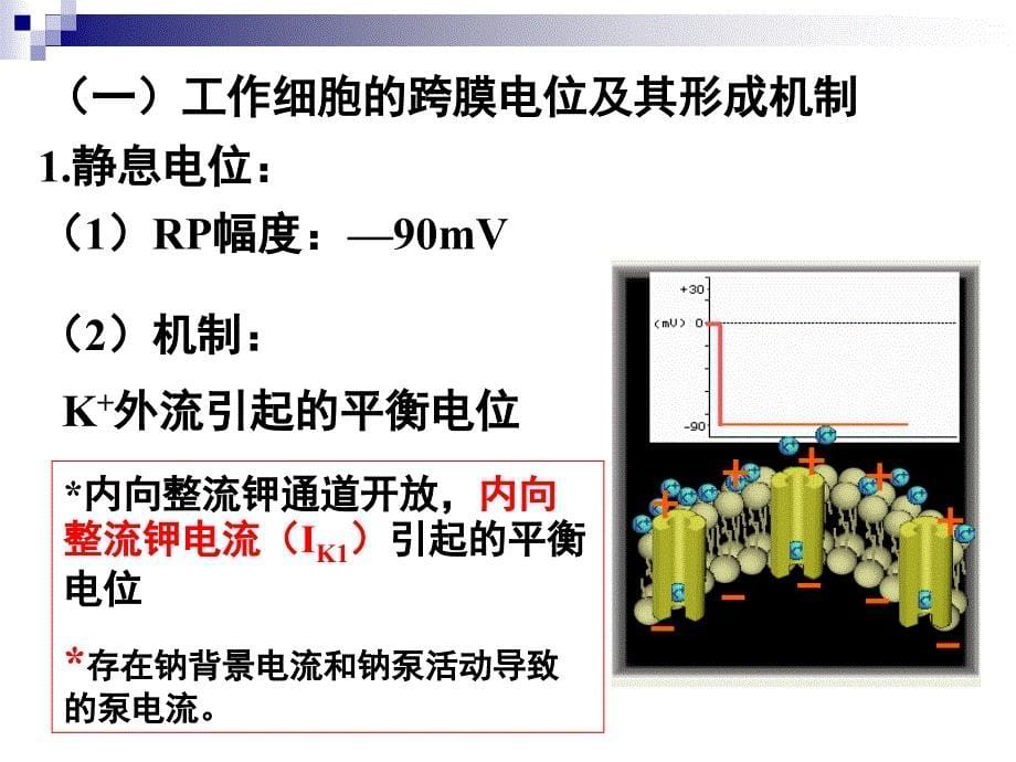 心脏的生物电（8版-生理学本科）_第5页