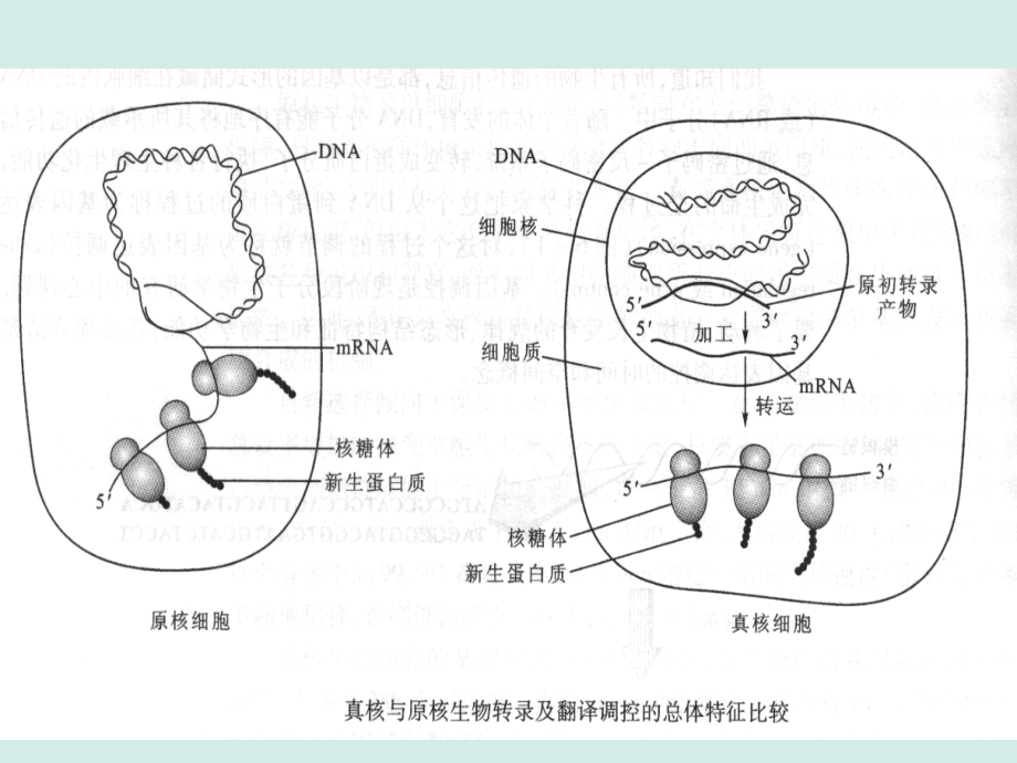 工学]第七章 原核生物基因表达的调控_第4页