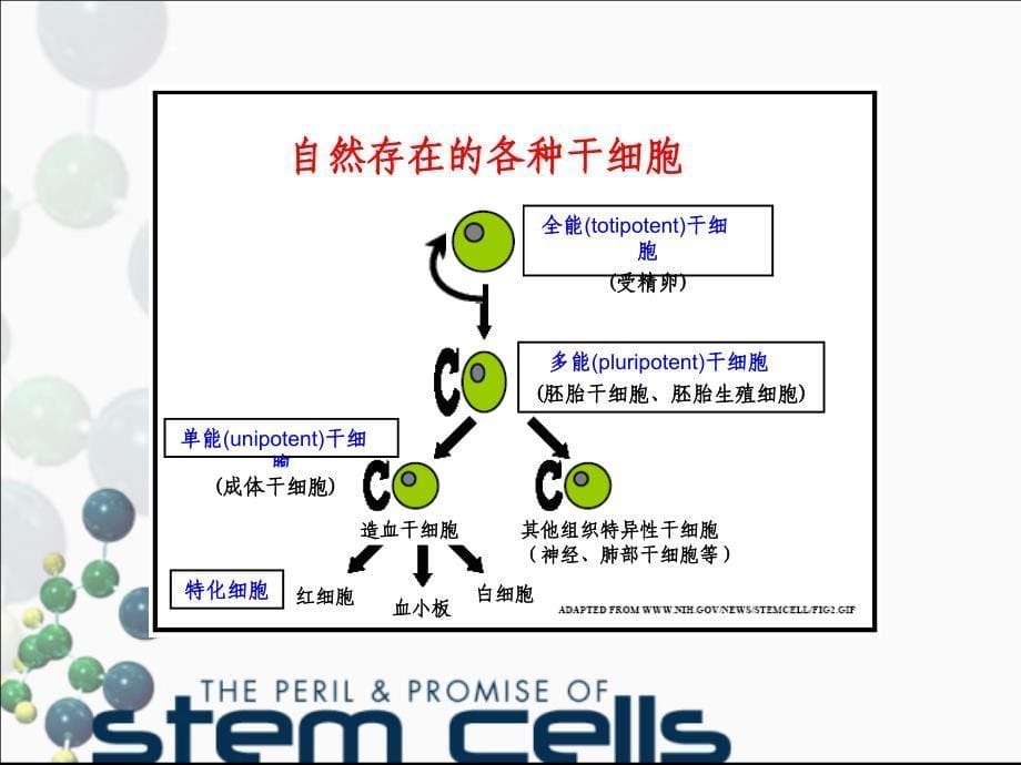 干细胞研究进展2010讲稿0[毕业论_第5页