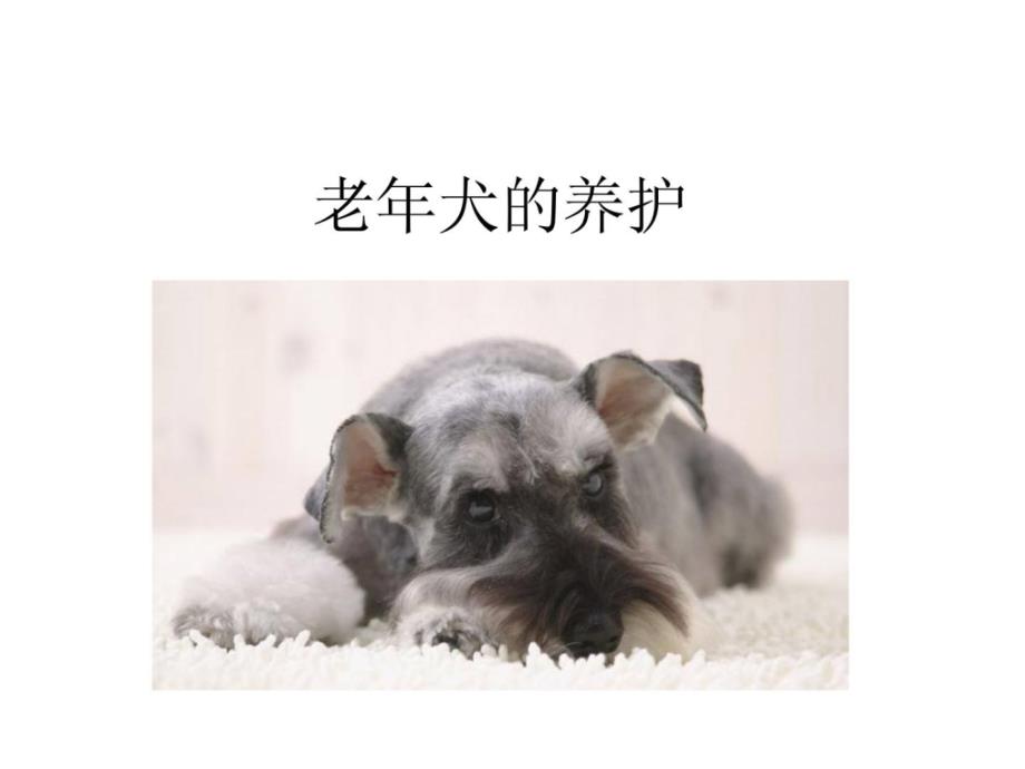 老年犬的养护_畜牧兽医_农林牧渔_专业资料_第1页