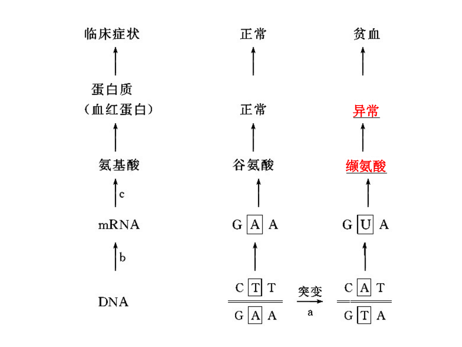 苏教版教学课件必修2第四章第4讲基因突变和基因重组(91p)_第2页