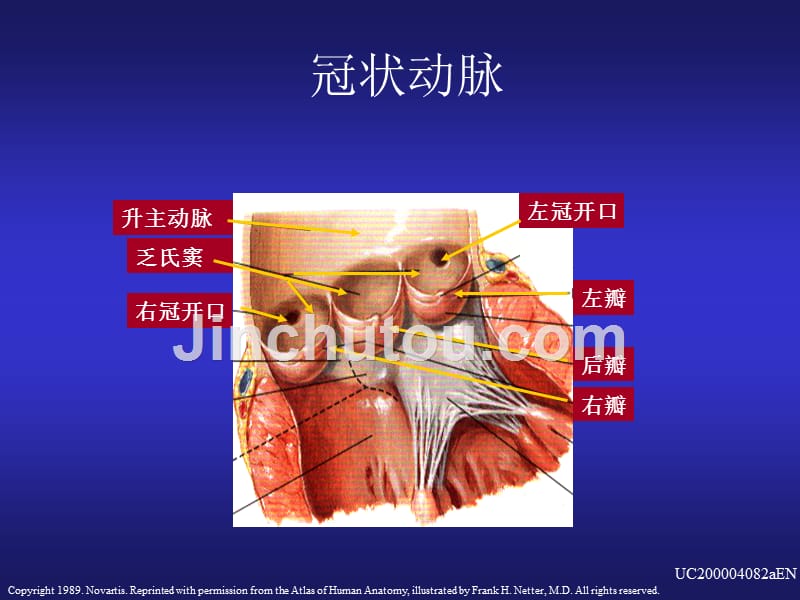 基础医学冠脉造影与介入治疗中理想投照角度的选择_第4页