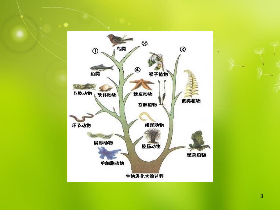 高中生物 第五章 第二节 生物进化和生物多样性同步授课课件 苏教版必修_第3页