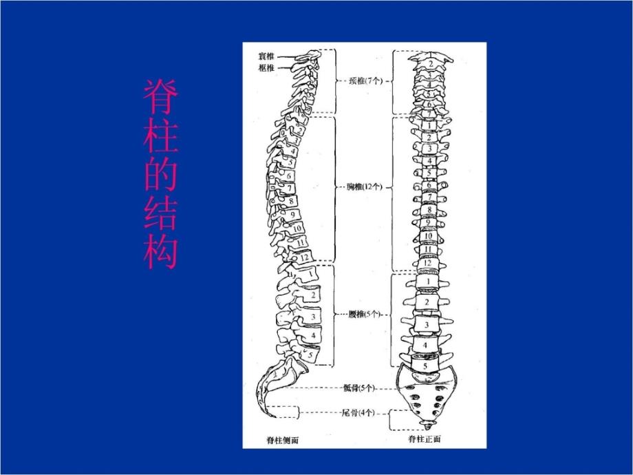 精彩脊髓毁伤的康复评定-1_第3页