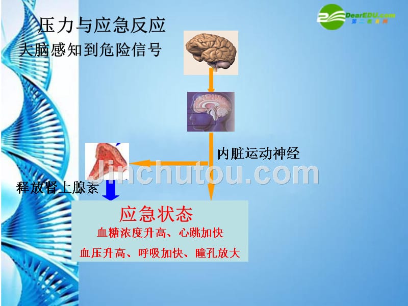 生物 第一学期（试验本）第2章第三节 激素 激素释放的控制课件 上海版_第4页