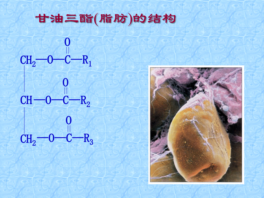 生物学]考研农学联考复习动物生理生化科目解题指导_第2页