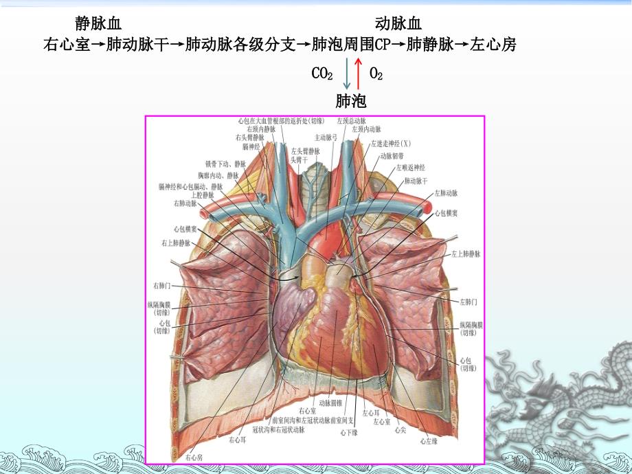 肺循环的血管和体循环的动脉_第4页