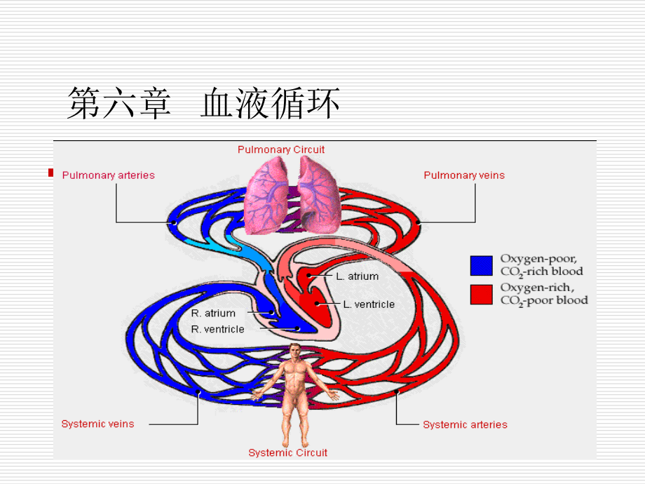 精品第六章血液循环_第1页