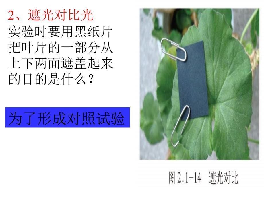 《绿色植物的光合作用》课件济南版_第5页