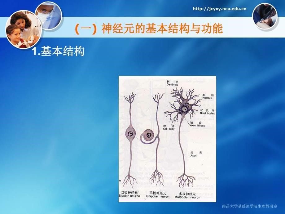 基础医学第10章神经系统第一、二节双语_第5页