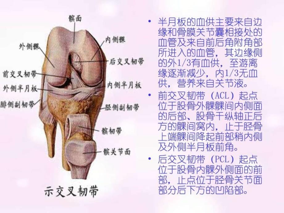 常见膝部关节镜手术及术后康复程序-2_第4页