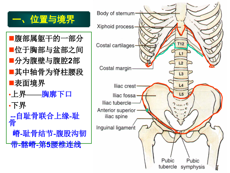 基础医学腹部概述腹前外侧壁_第4页