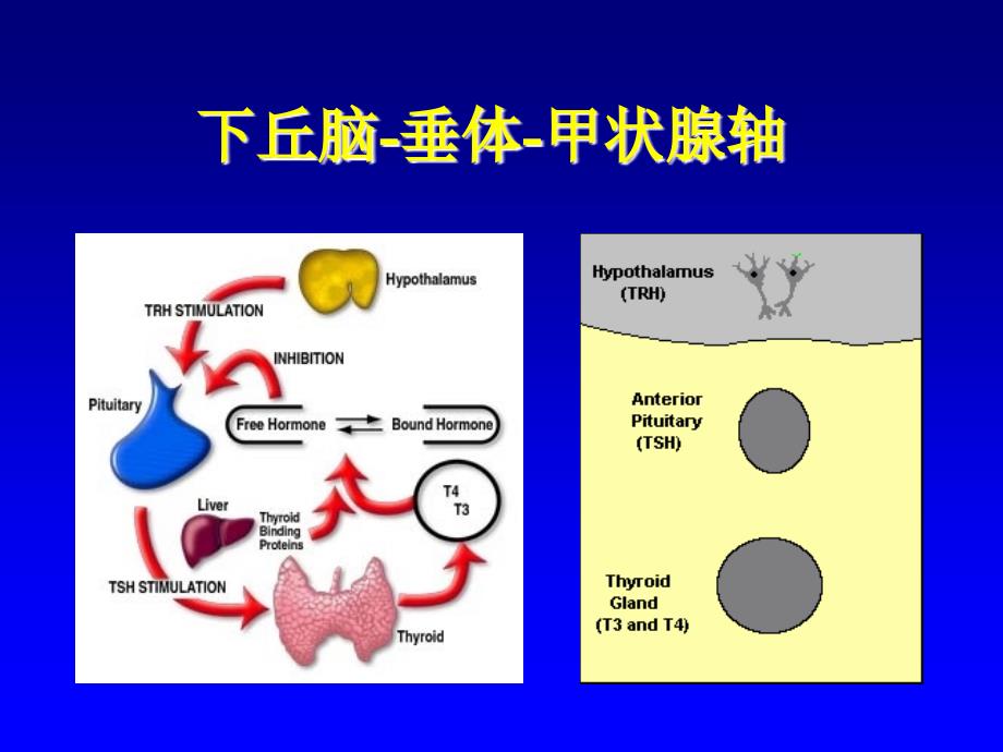 甲状腺机能亢进症（hyperthyroidism）上海交通大学医学院_第3页
