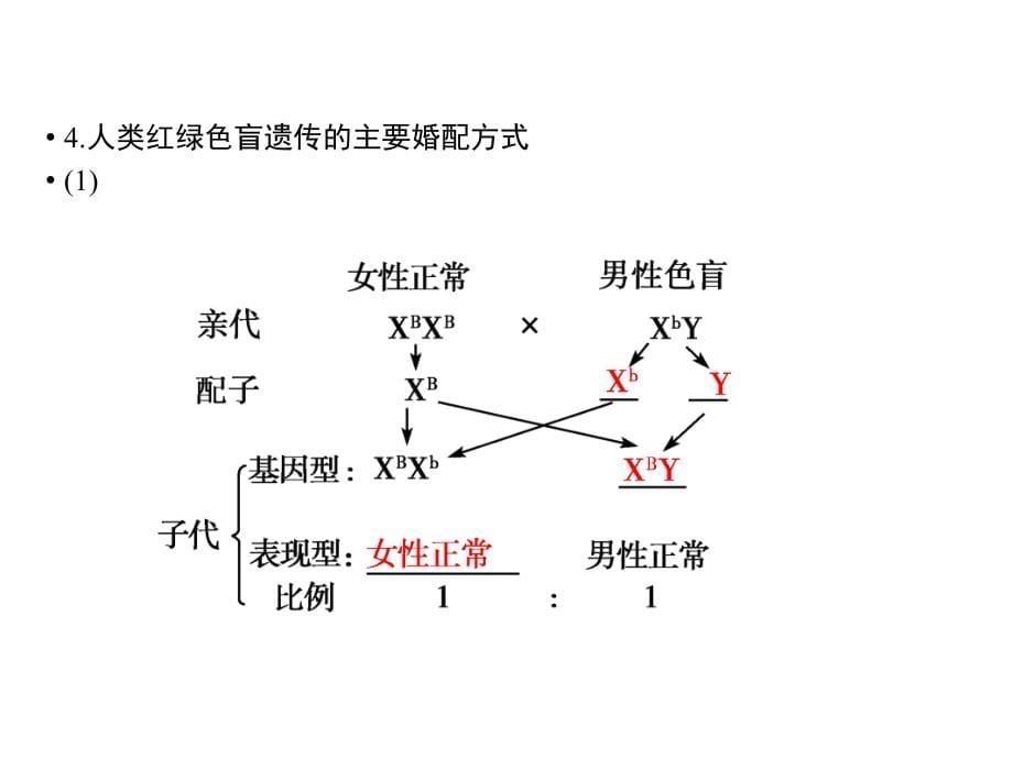 高二生物(人教版)伴性遗传_第5页