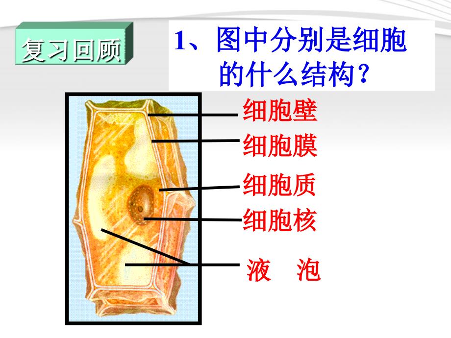 【5A版】动物细胞_第2页