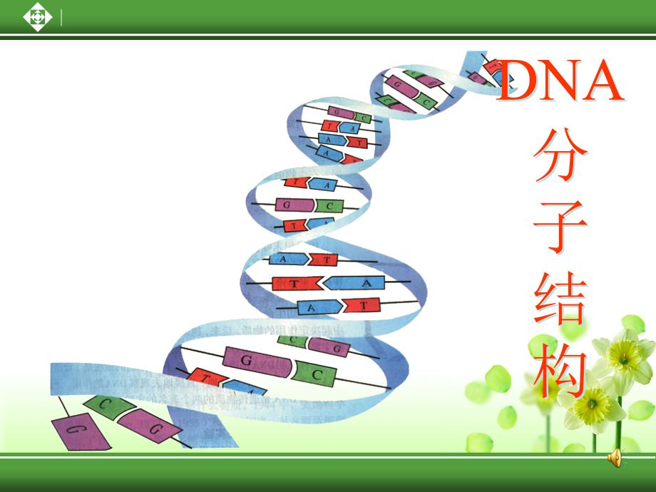 dna分子结构说_第1页