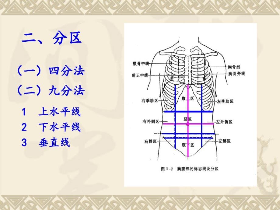 基础医学腹部解剖_第5页